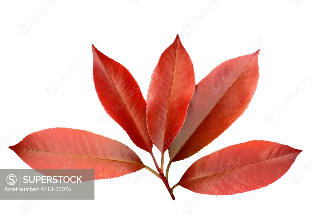 Photinia leaves on withe background