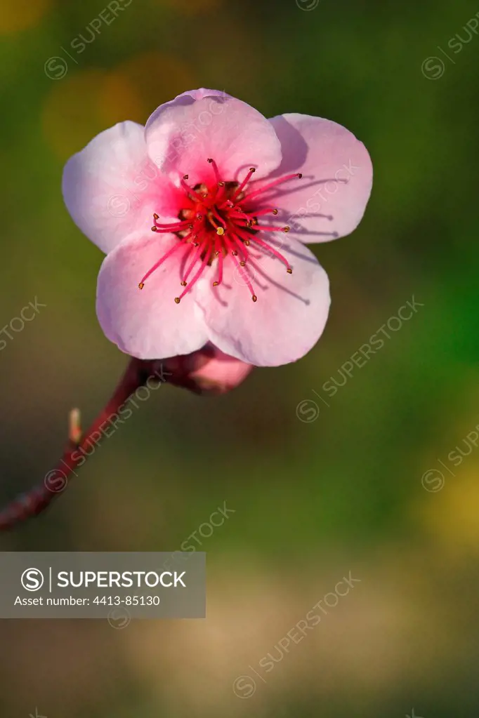 Flower of peach tree of a biological garden in winter in Var