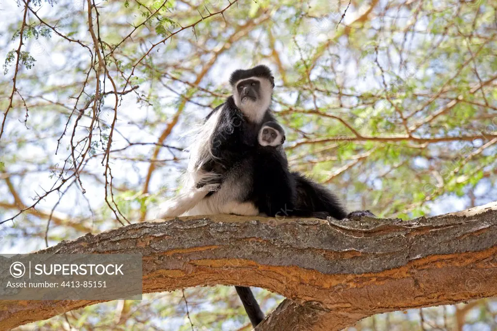 Black and white Colobus monkey Kenya