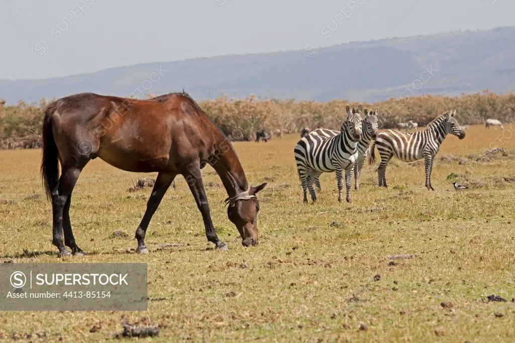 Polo pony grazing amongst zebra Cresent Island Lake Naivasha