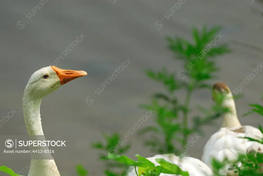 Portrait of a duck of breeding in the open air China