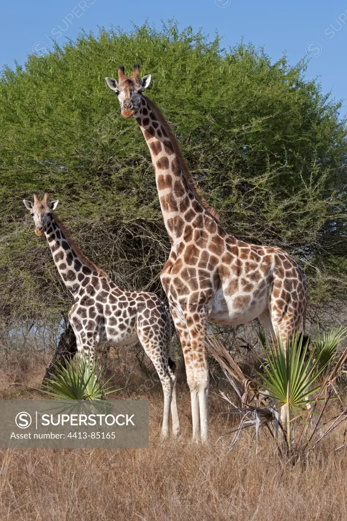 Two Masai giraffes Nguuni Nature Reserve Mombasa Kenya