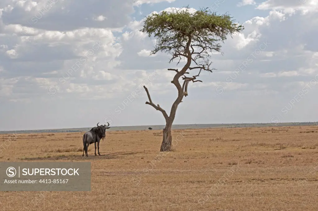 Wildebeest on svannah plains MMNR Kenya