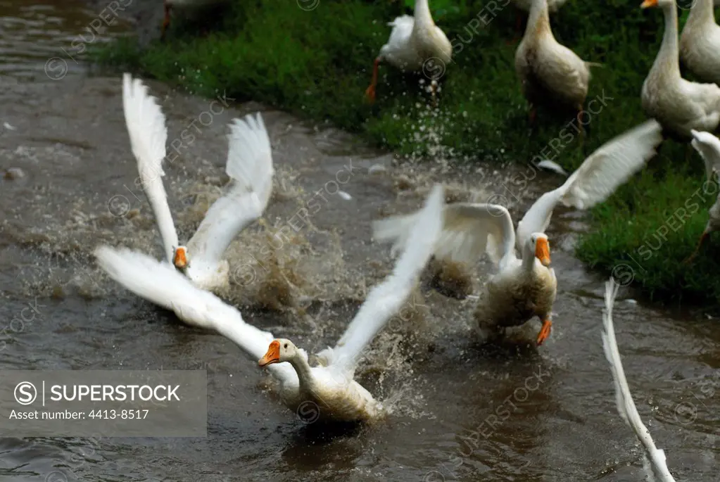 Ducks of breeding in the open air flying in water China