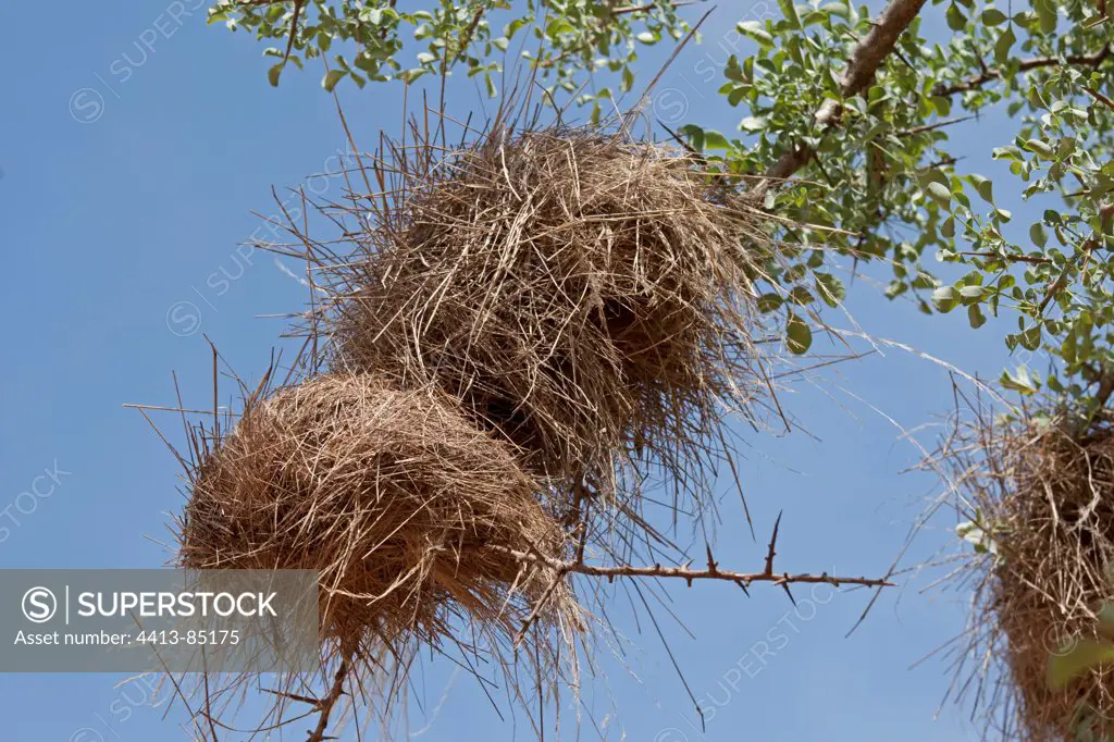 Black headed weaver bird nests Tsavo East NP Kenya