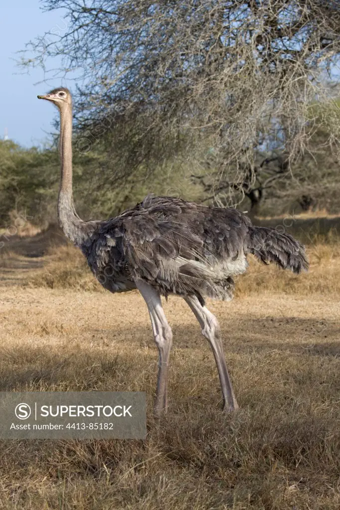 Ostrich in Nguuni Nature Reserve Mombasa Kenya