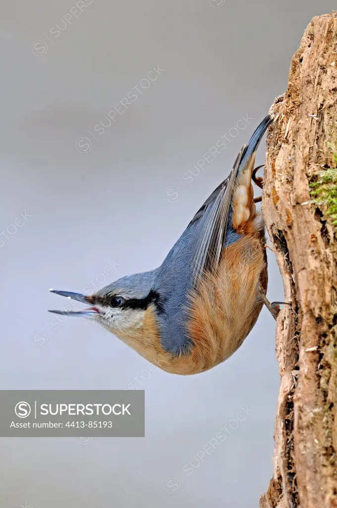 Wood Nuthatch crying