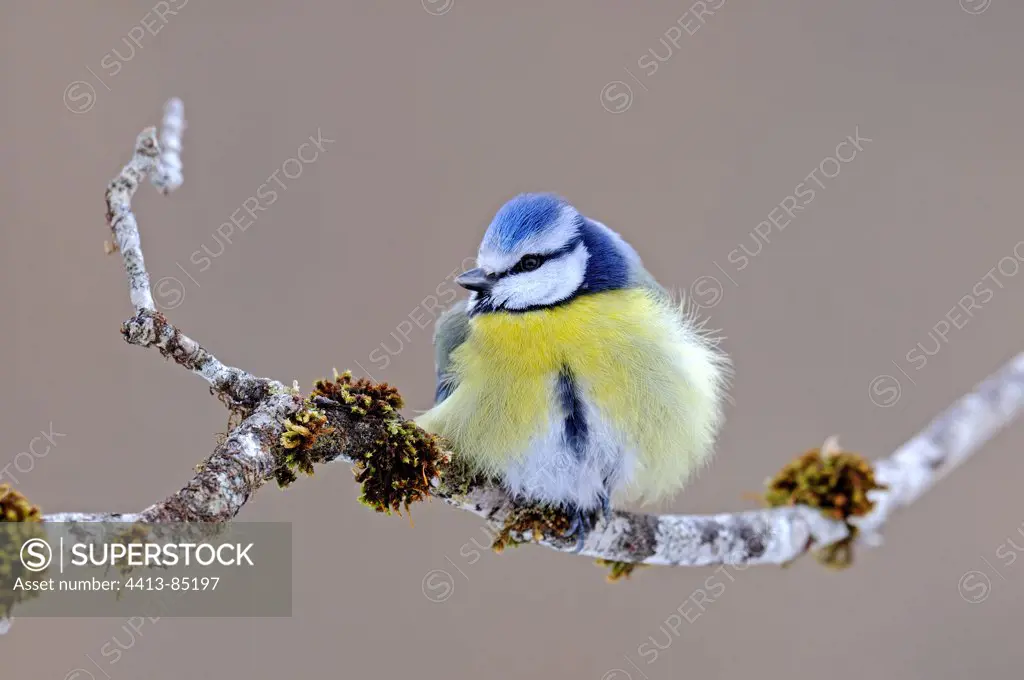 Blue tit in rest on a branch