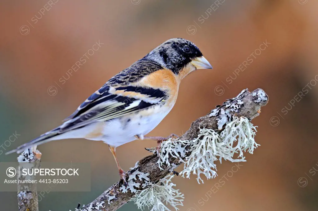 Brambling male on a branch with moss