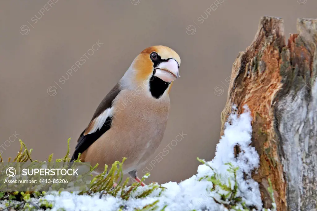 Hawfinch male in winter
