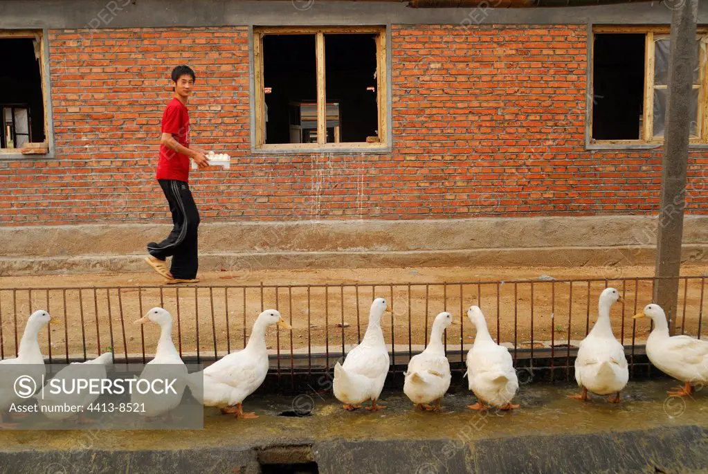 Collecting of eggs of a breeding of ducks China
