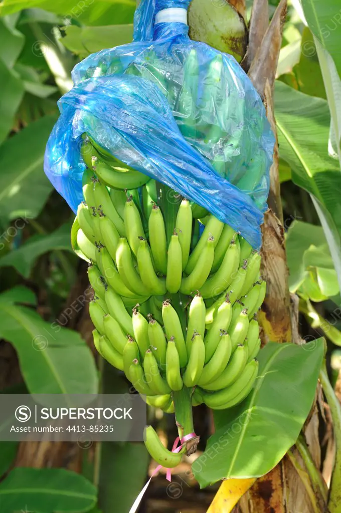 Planting of Banana trees in Martinique