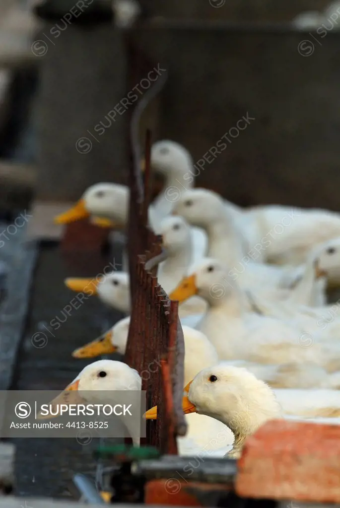 Breeding of ducks in the open air China
