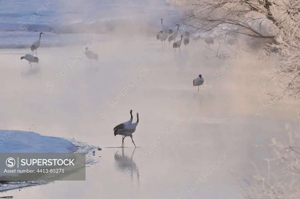 Red-crowned Crane on snow