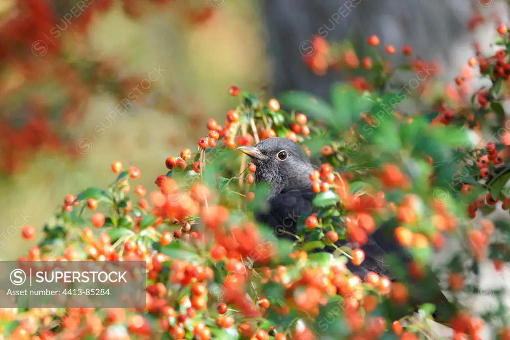 Eurasian Blackbird France