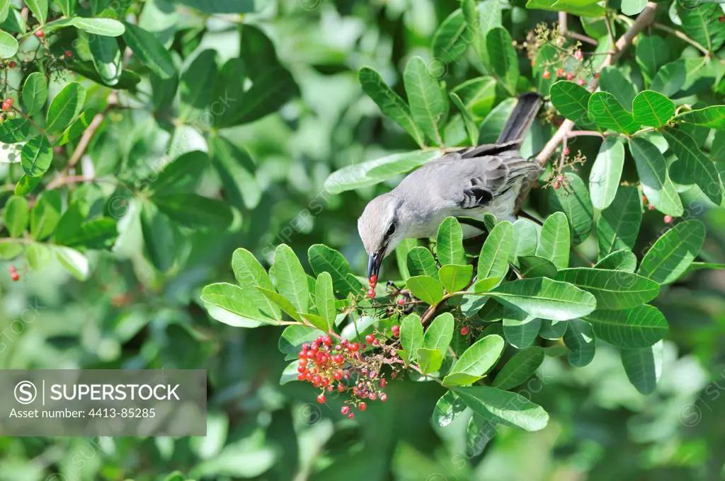 Tropical Mockingbird with berries of Pepper Martinique