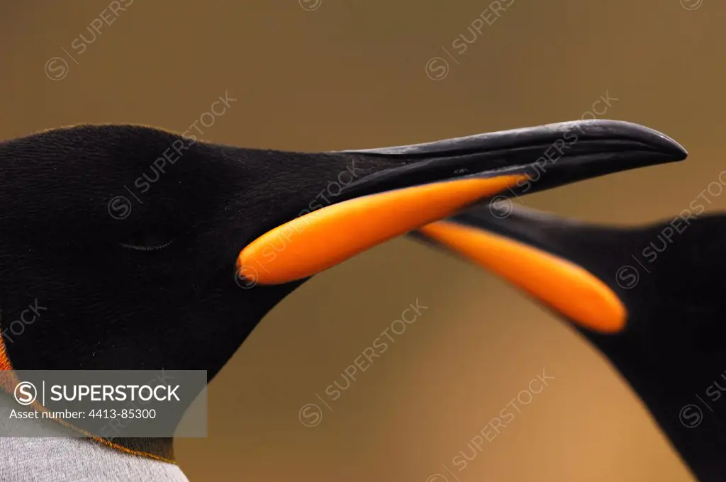 Heads and coloured beaks of King Penguins Macquarie island