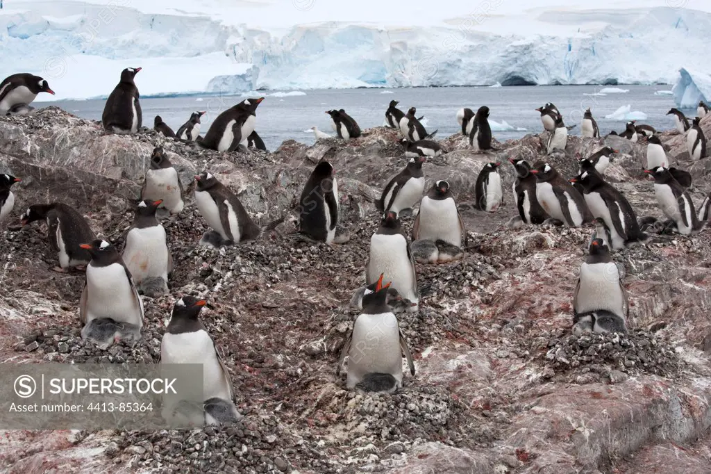 Gentoo Penguins colony in the Antarctic Peninsula