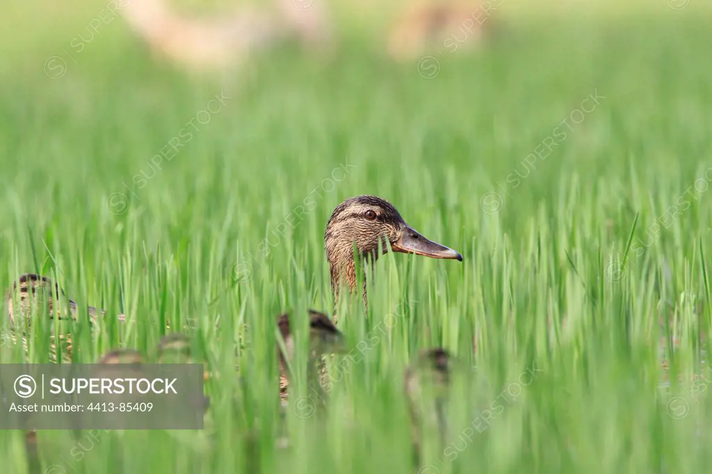 Malard duck and ducklings in grass Kerkini lake Greece