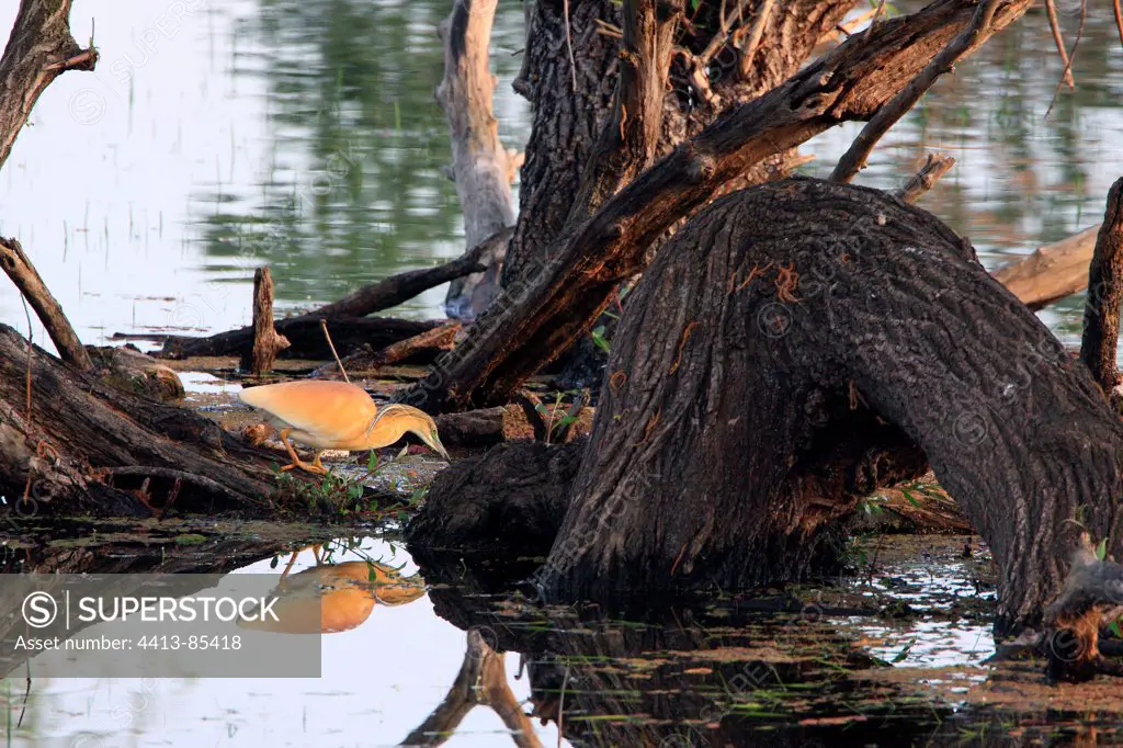 Squacco Heron fishing Kerkini lake Greece