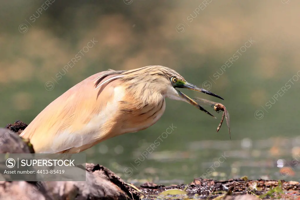 Squacco Heron catching a Dragonfly Kerkini lake Greece