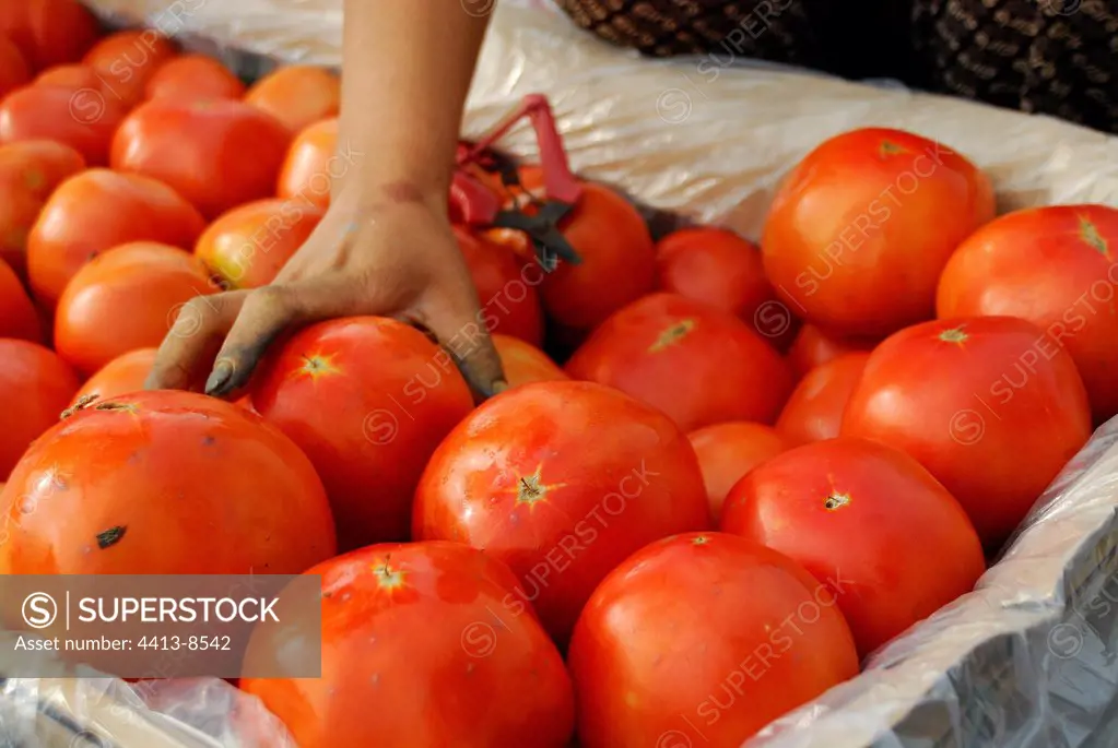 Tomatos collected and presented in case China