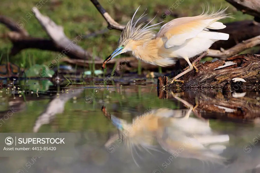 Squacco Heron fishing in flooded forest Kerkini lake Greece