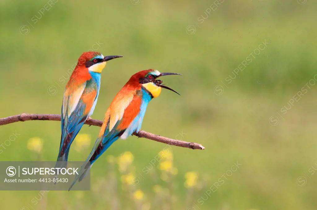 European Bee-eaters on a branch Kerkini lake Greece