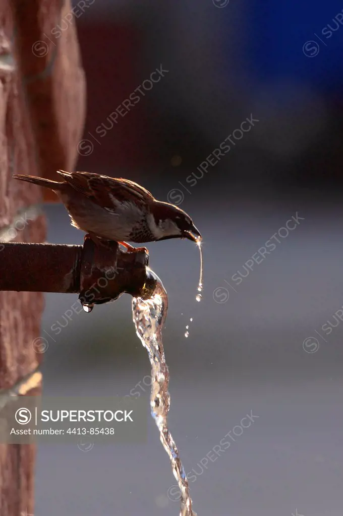 House Sparrow drinking to a fontain Kerkini Lake Greece