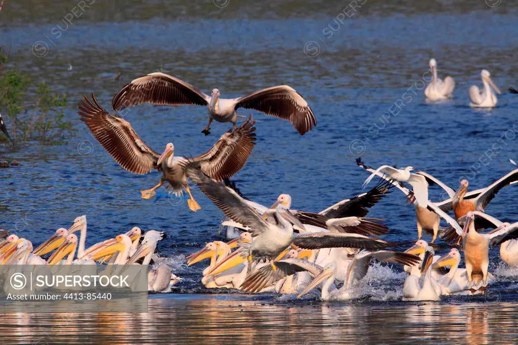 Collective fishing pelicans Kerkini lake Greece