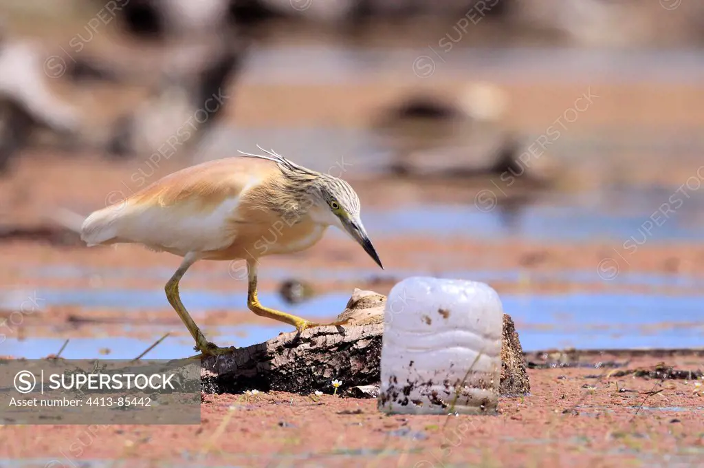 Squacco Heron and plastic waste Kerkini lake Greece