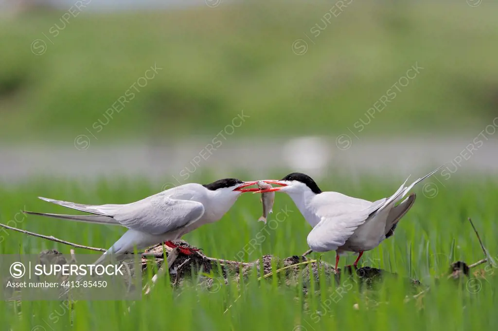 Common Tern male giving a fish Kerkini lake Greece