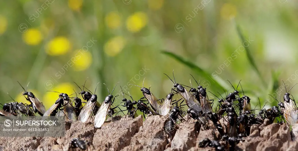 Swarming of Ants at spring Provence France