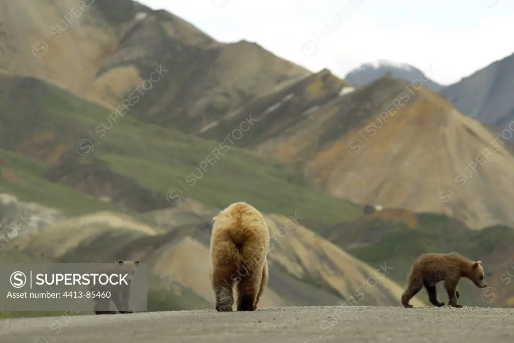 Young Grizzly Bears and their mother on a road Alaska