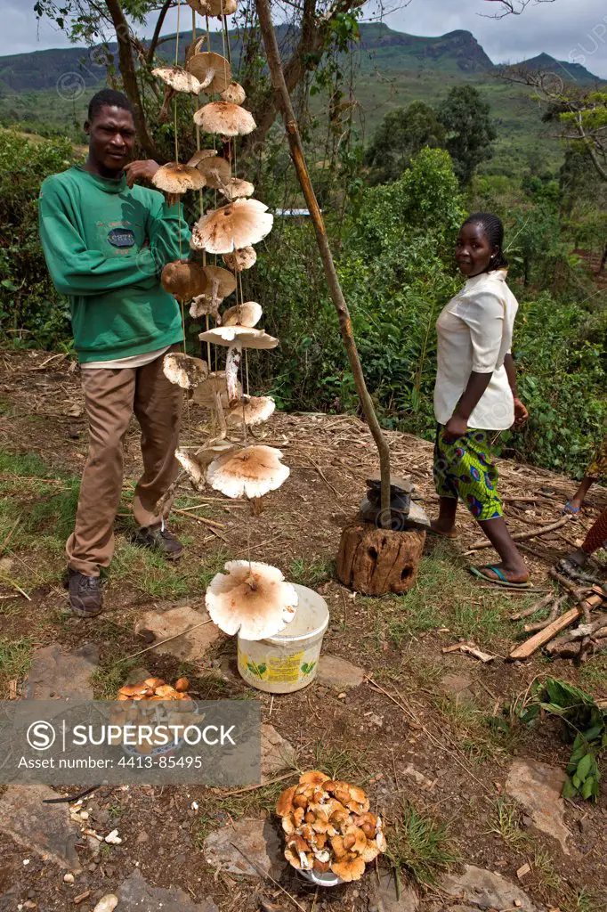Giant Mushrooms saler roadside Cameroon