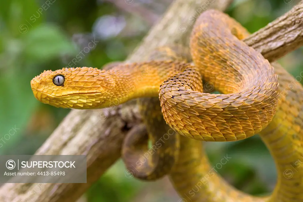 Rough-scaled Bush Viper on a branch Cameroon