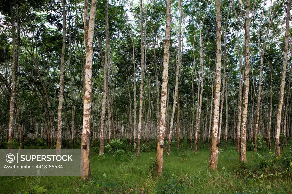 Rubber plantation Cameroon