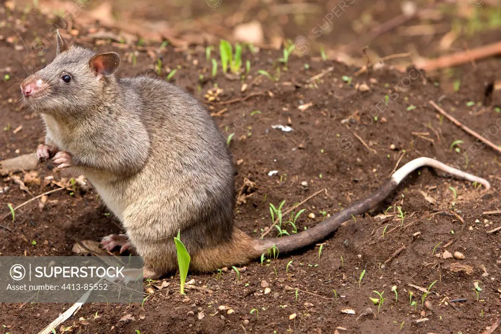 Gambian Rat in a field Cameroon