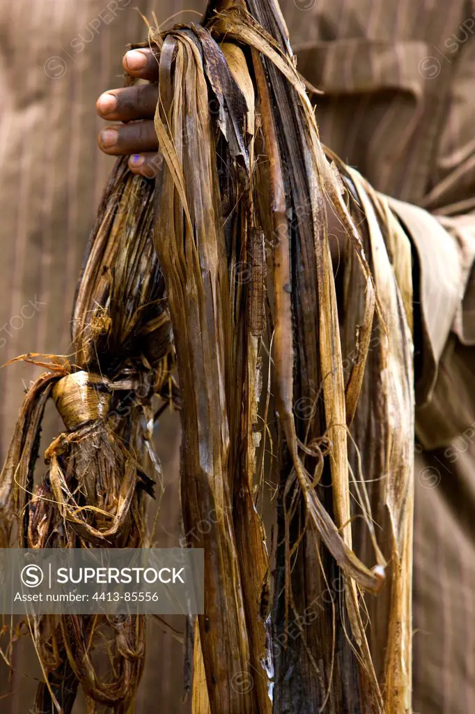 Banana tree bark use like rope Cameroun