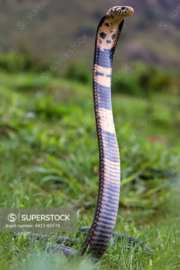 Black and white cobra standing in grass Cameroon