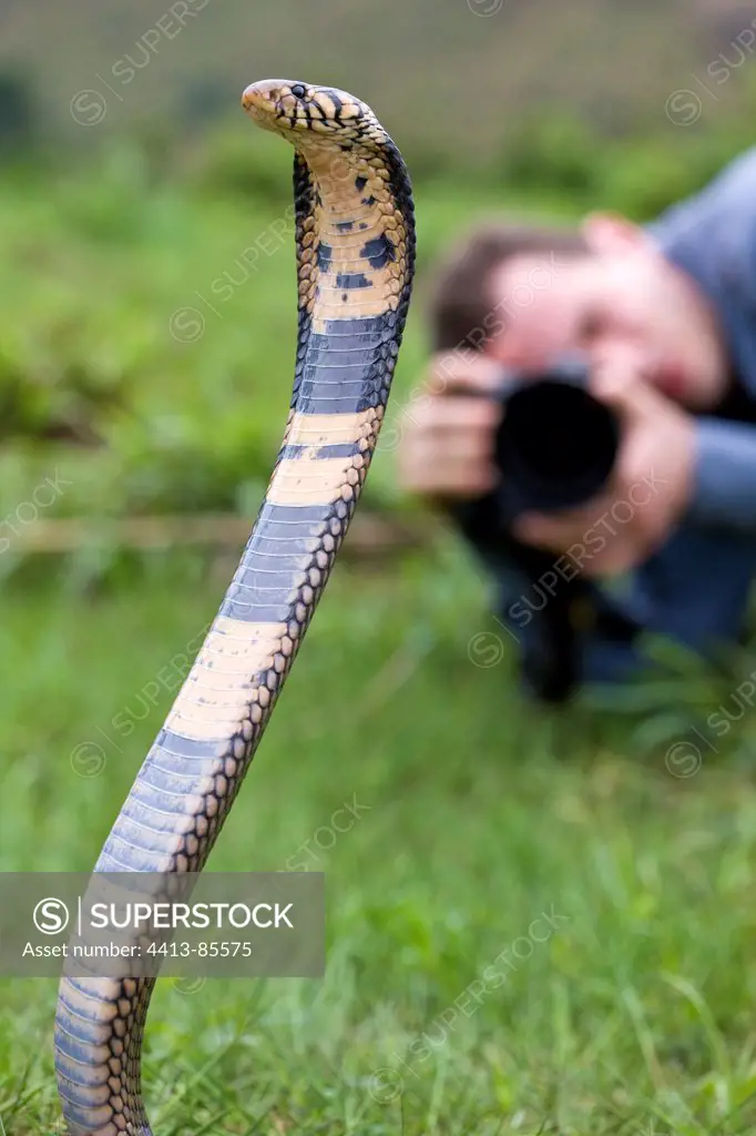 Black and white cobra in grass and photographer Cameroon