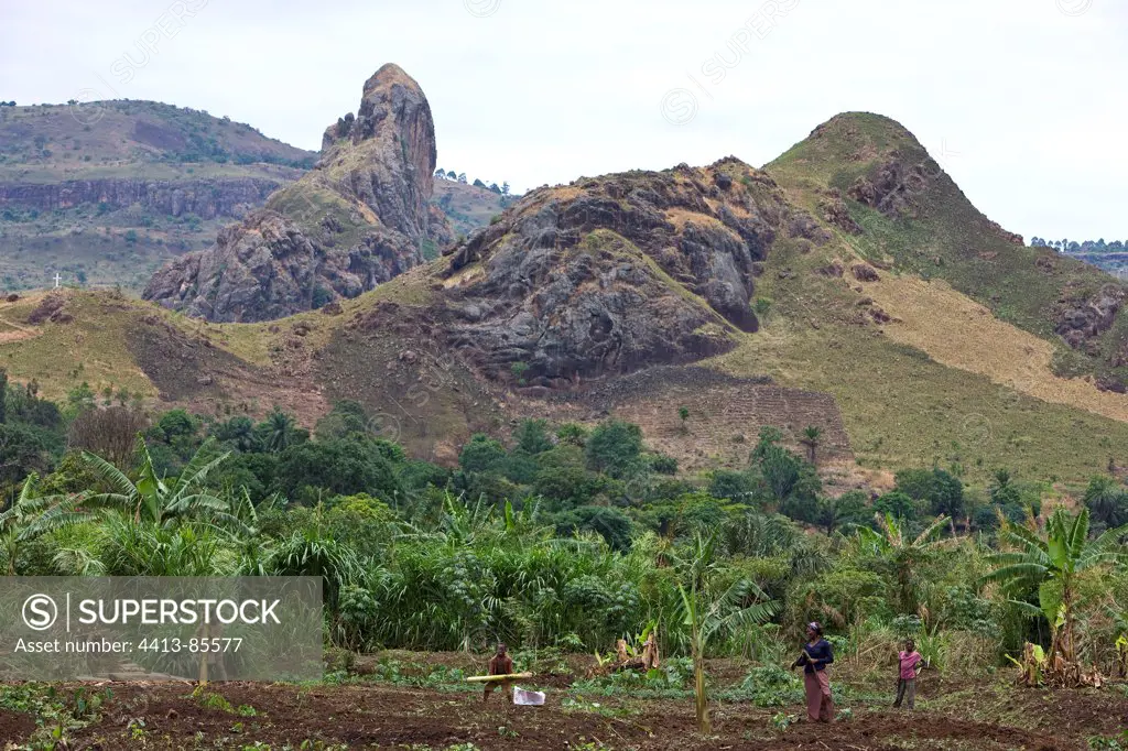 Agricultural plain of Bamessing Cameroon