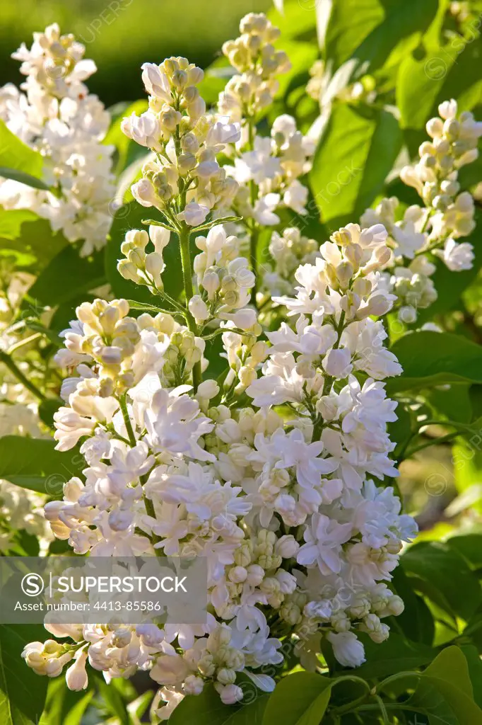 White Lilac 'Madame Lemoine' Provence France
