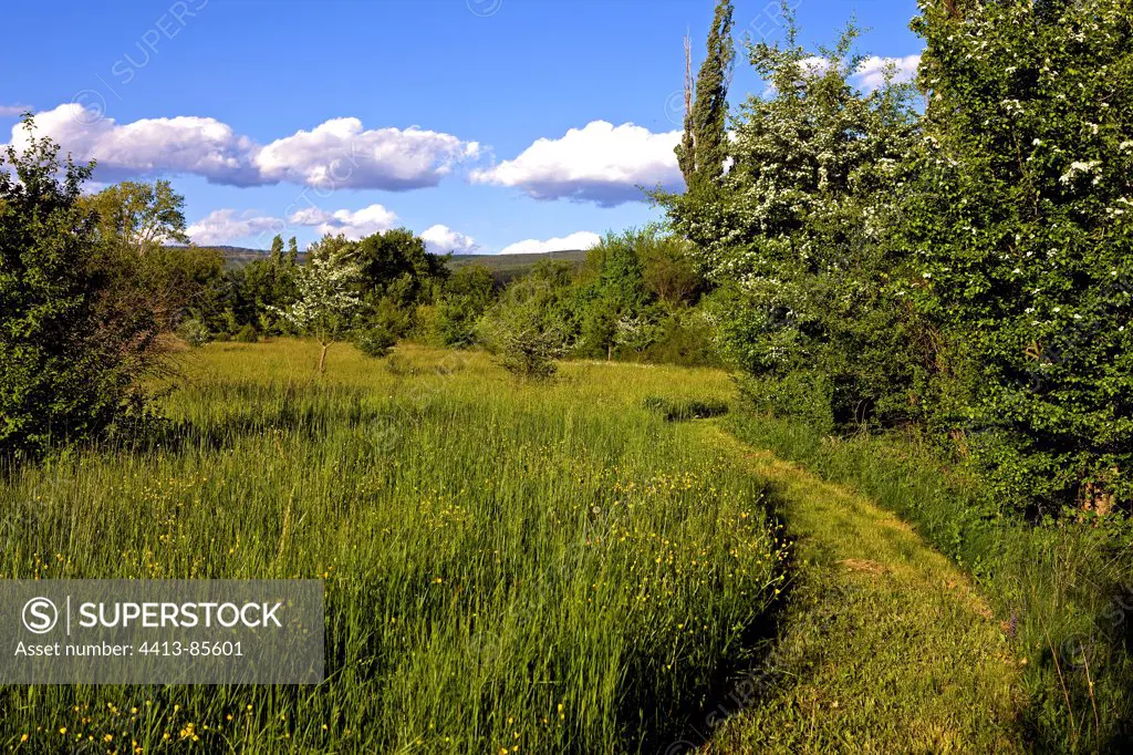 Trail in tall grass Provence France