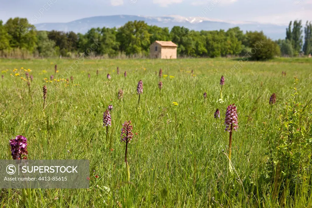 Lady Orchids in natural meadow Provence France