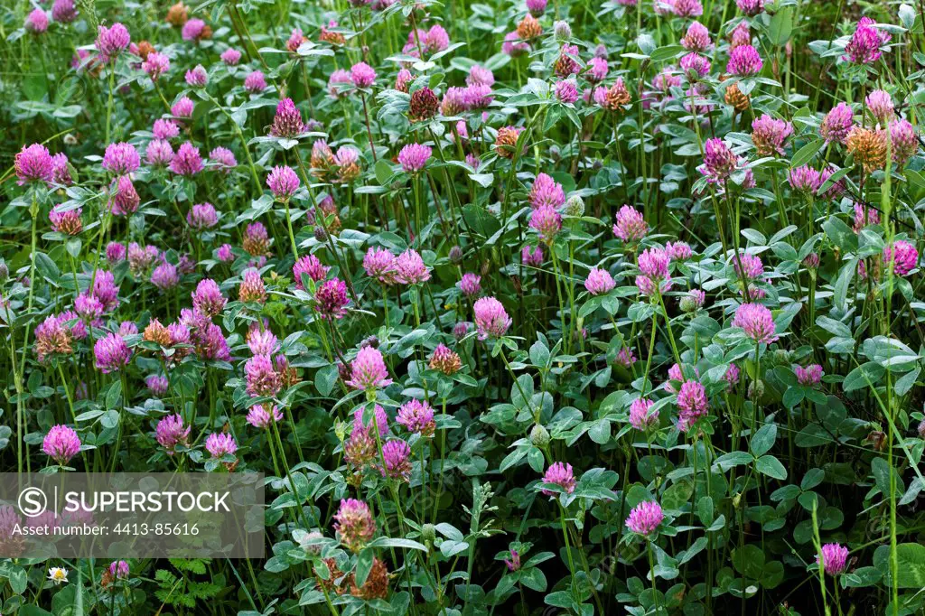 Red Clover flowers Provence France