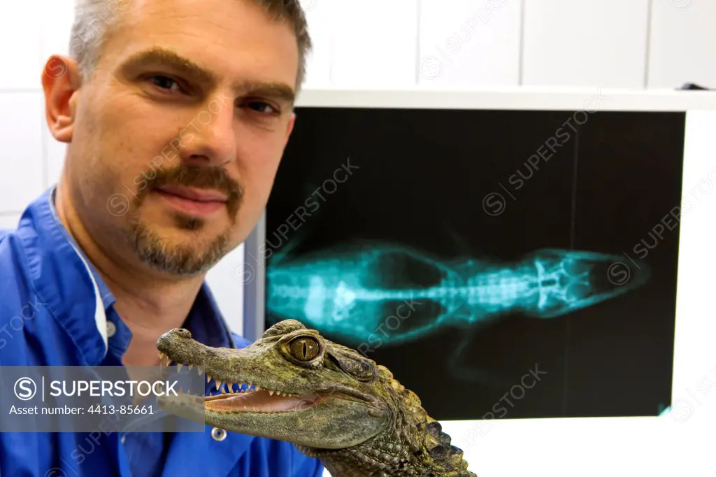 Medical examination of Common caiman by a veterinarian