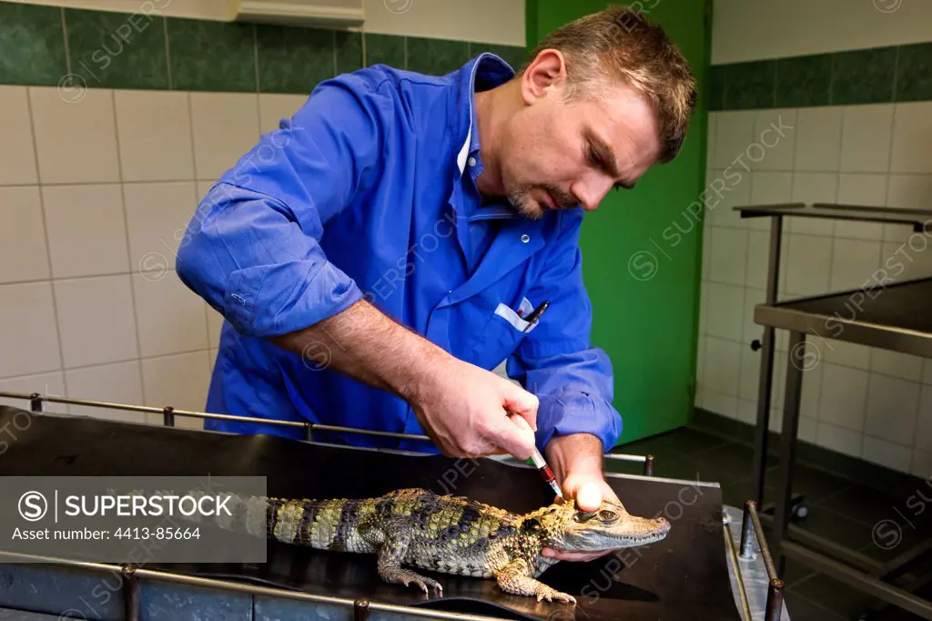 Bood sample of Common caiman by a veterinarian