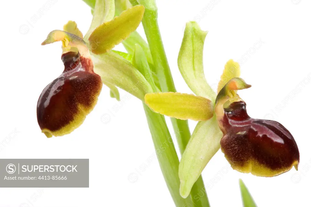 Small Spider Orchid on white background