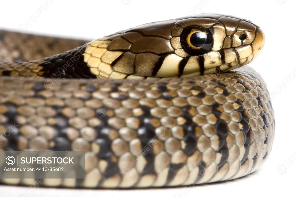 Portrait of young Grass Snake on white background